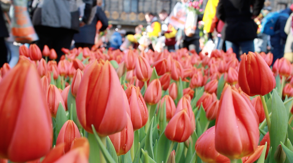 Najzabavniji januar u Evropi - Pronađite dašak proleća u Amsterdamu za dan Tulipana 1