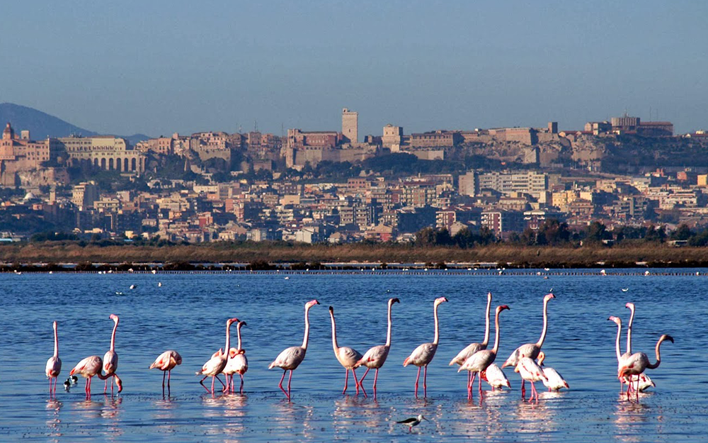 Sardinija - Ostrvo flamingosa